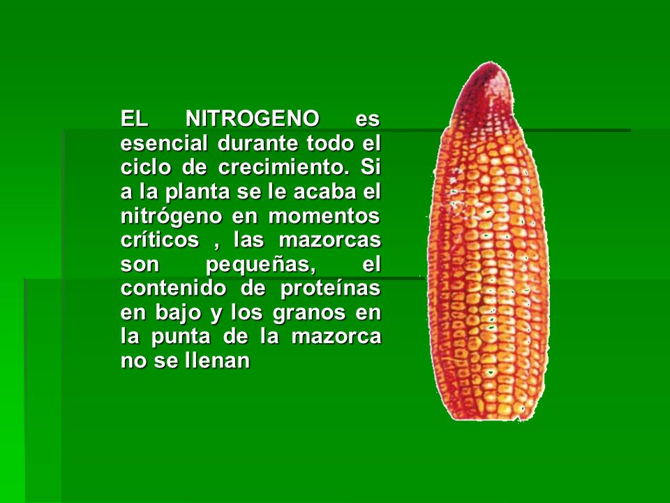 EL NITROGENO es esencial durante todo el ciclo de crecimiento