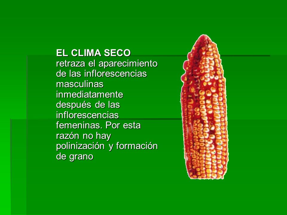 EL CLIMA SECO retraza el aparecimiento de las inflorescencias masculinas inmediatamente después de las inflorescencias femeninas.
