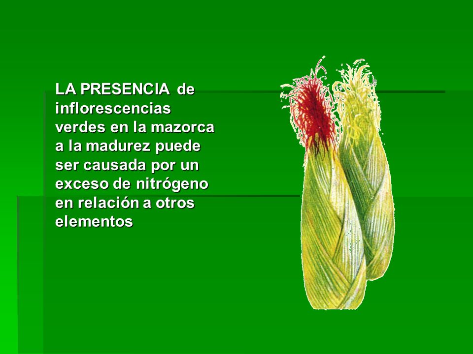 LA PRESENCIA de inflorescencias verdes en la mazorca a la madurez puede ser causada por un exceso de nitrógeno en relación a otros elementos