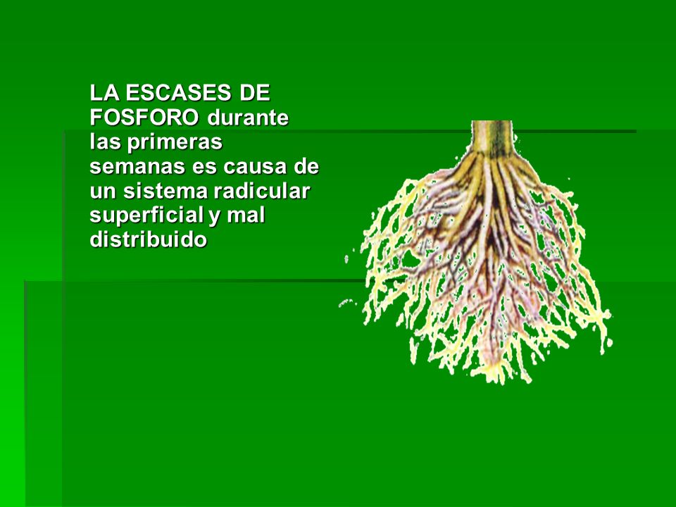 LA ESCASES DE FOSFORO durante las primeras semanas es causa de un sistema radicular superficial y mal distribuido