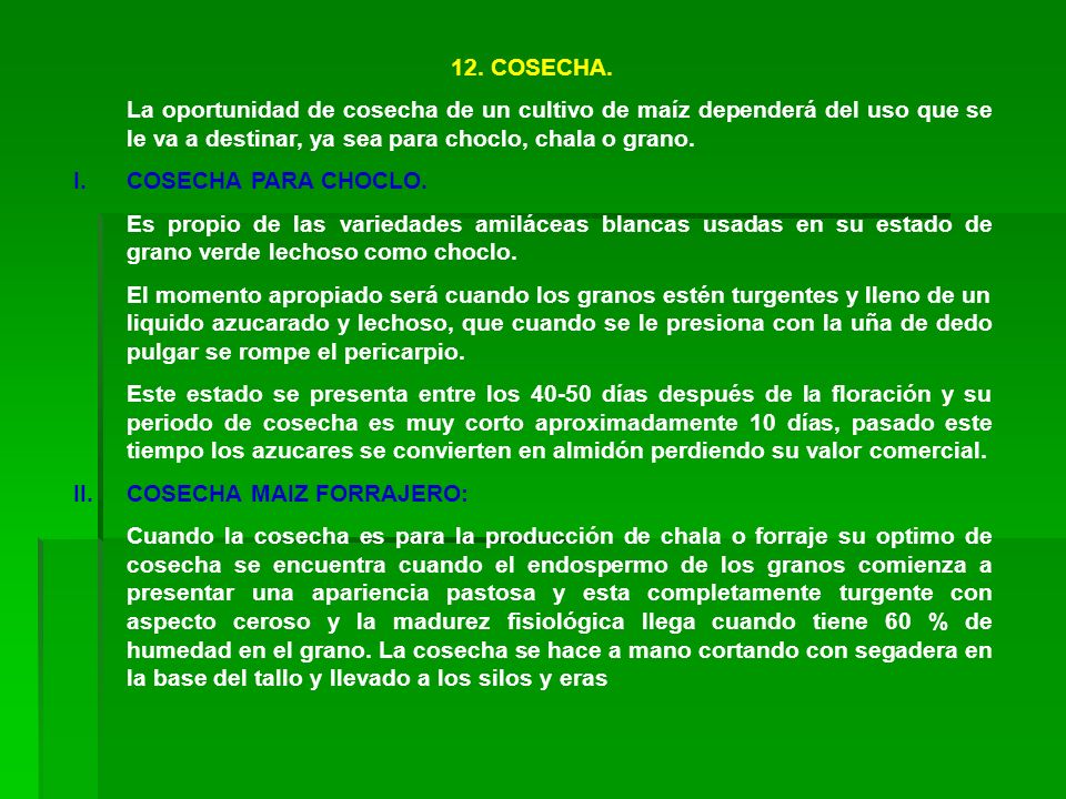 12. COSECHA. La oportunidad de cosecha de un cultivo de maíz dependerá del uso que se le va a destinar, ya sea para choclo, chala o grano.