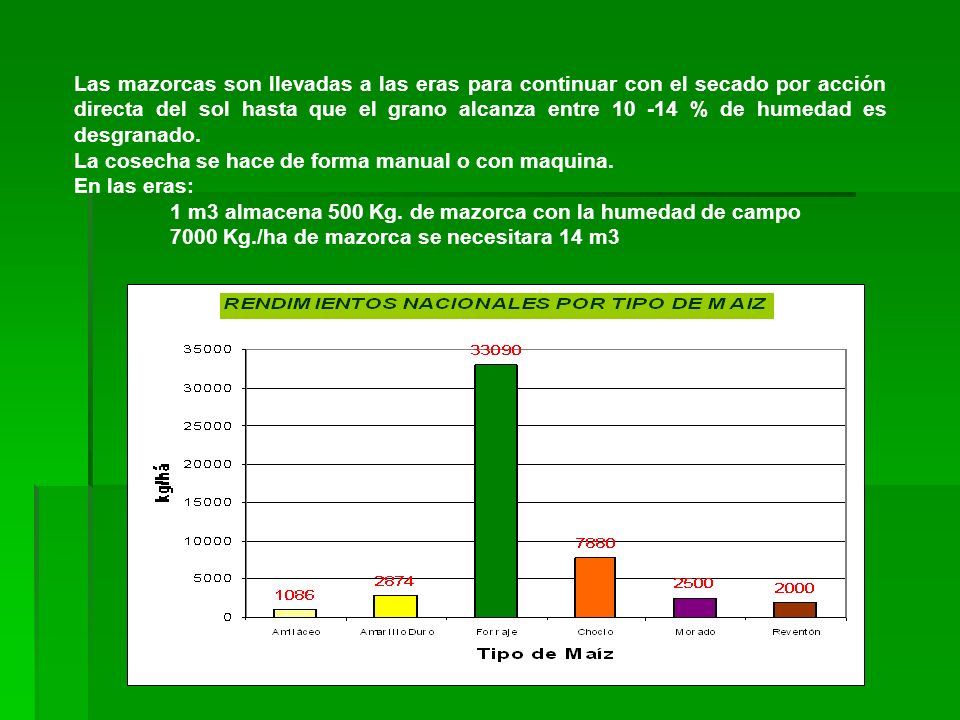Las mazorcas son llevadas a las eras para continuar con el secado por acción directa del sol hasta que el grano alcanza entre % de humedad es desgranado.