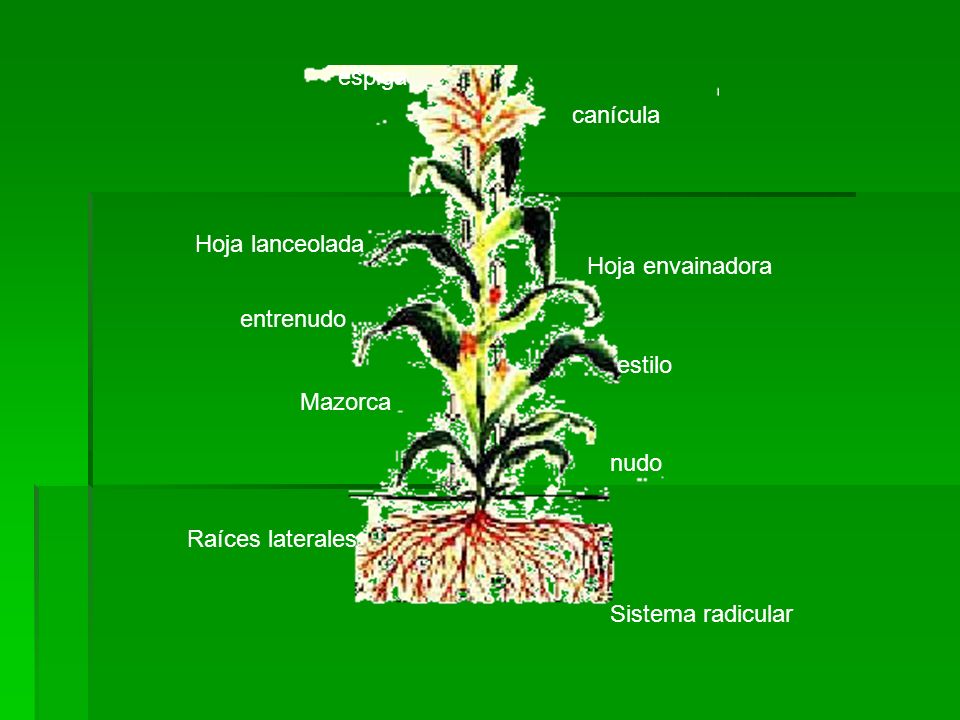 espiga canícula. Hoja lanceolada. Hoja envainadora. entrenudo. estilo. Mazorca. nudo. Raíces laterales.