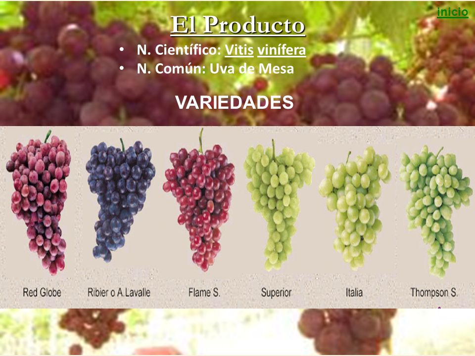El Producto VARIEDADES N. Científico: Vitis vinífera