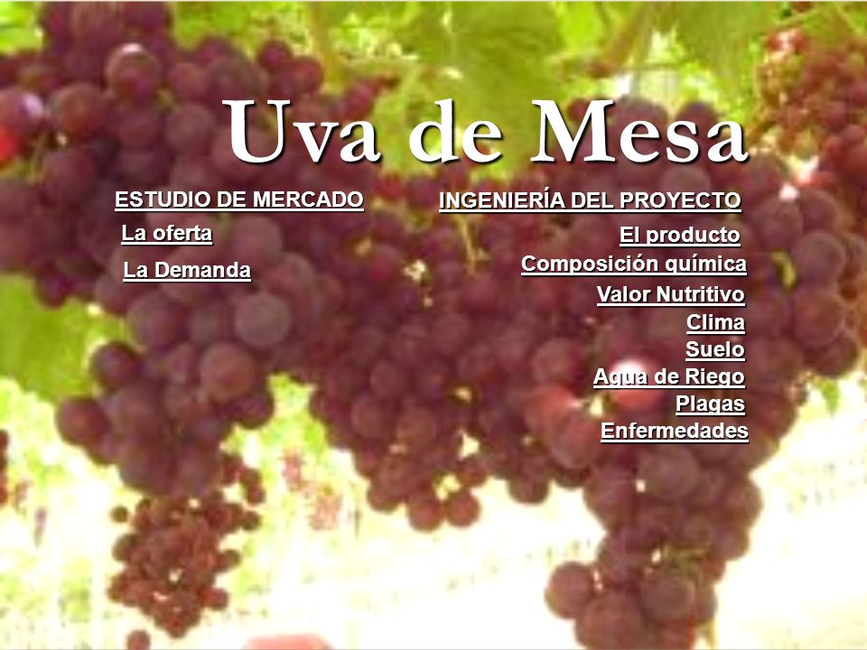 Uva de Mesa ESTUDIO DE MERCADO INGENIERÍA DEL PROYECTO La oferta