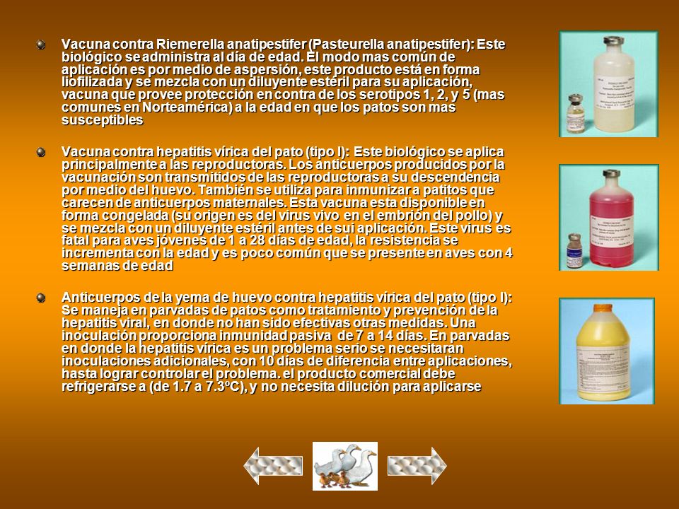 Vacuna contra Riemerella anatipestifer (Pasteurella anatipestifer): Este biológico se administra al día de edad. El modo mas común de aplicación es por medio de aspersión, este producto está en forma liofilizada y se mezcla con un diluyente estéril para su aplicación, vacuna que provee protección en contra de los serotipos 1, 2, y 5 (mas comunes en Norteamérica) a la edad en que los patos son mas susceptibles