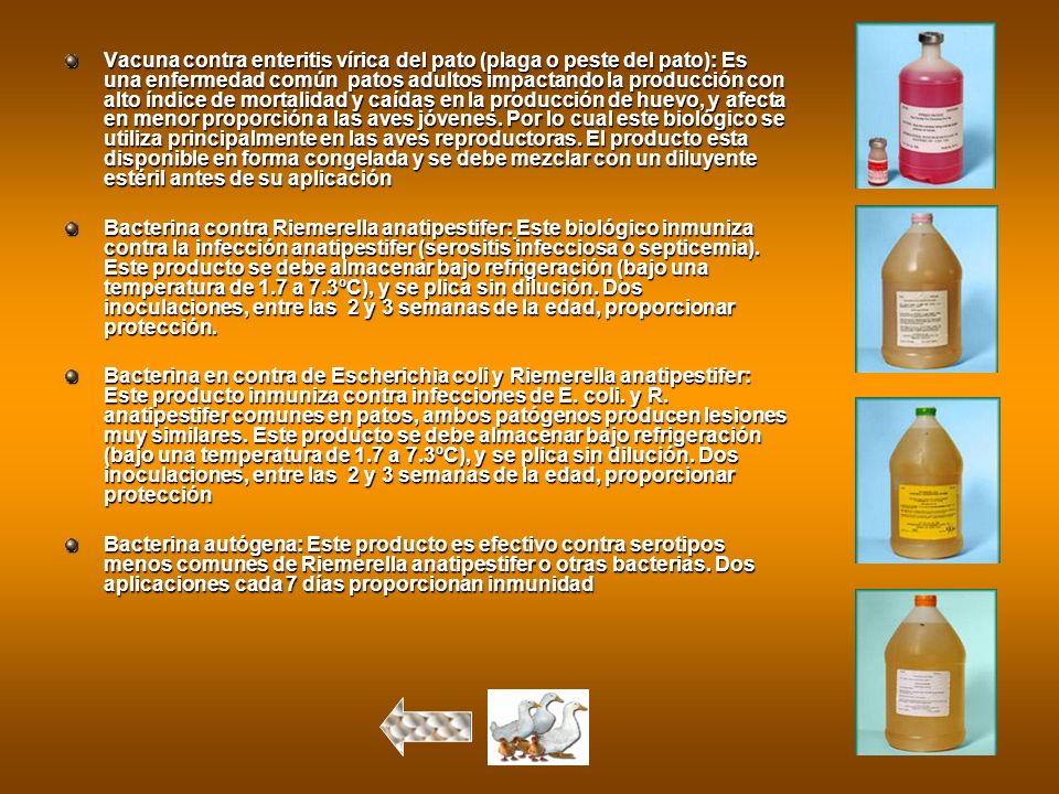 Vacuna contra enteritis vírica del pato (plaga o peste del pato): Es una enfermedad común patos adultos impactando la producción con alto índice de mortalidad y caídas en la producción de huevo, y afecta en menor proporción a las aves jóvenes. Por lo cual este biológico se utiliza principalmente en las aves reproductoras. El producto esta disponible en forma congelada y se debe mezclar con un diluyente estéril antes de su aplicación