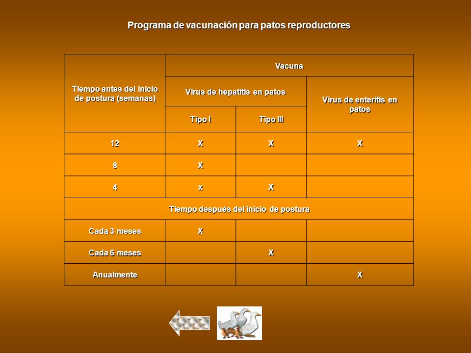 Programa de vacunación para patos reproductores