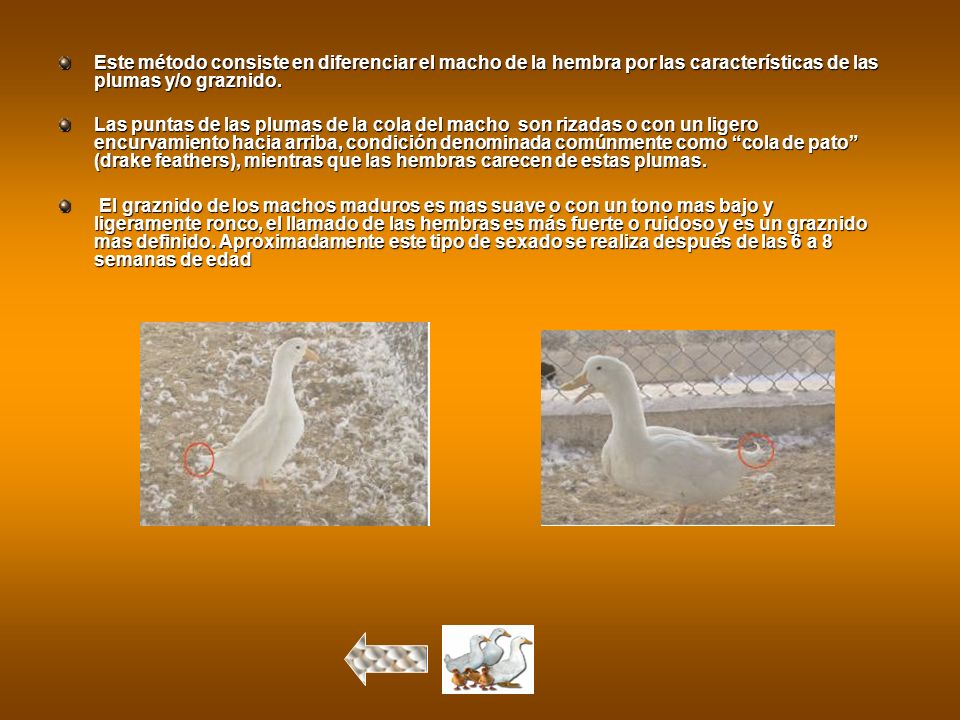 Este método consiste en diferenciar el macho de la hembra por las características de las plumas y/o graznido.