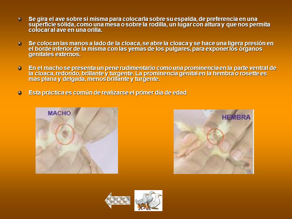 Se gira el ave sobre si misma para colocarla sobre su espalda, de preferencia en una superficie sólida, como una mesa o sobre la rodilla, un lugar con altura y que nos permita colocar al ave en una orilla.
