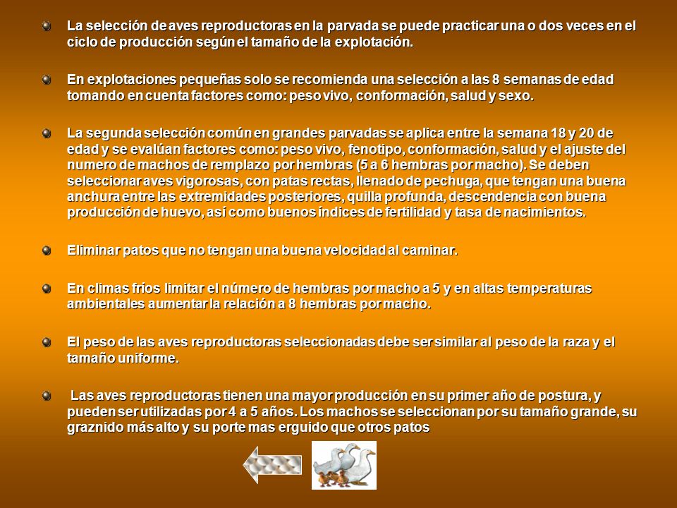 La selección de aves reproductoras en la parvada se puede practicar una o dos veces en el ciclo de producción según el tamaño de la explotación.