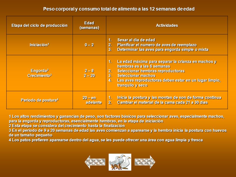 Peso corporal y consumo total de alimento a las 12 semanas de edad