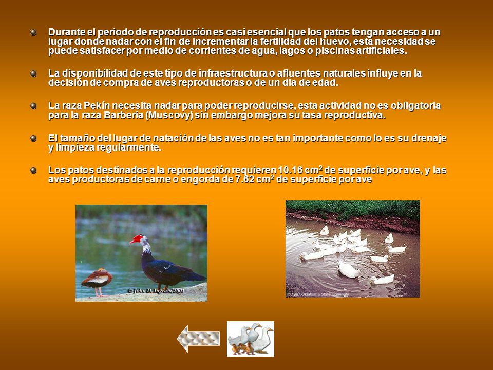 Durante el periodo de reproducción es casi esencial que los patos tengan acceso a un lugar donde nadar con el fin de incrementar la fertilidad del huevo, esta necesidad se puede satisfacer por medio de corrientes de agua, lagos o piscinas artificiales.