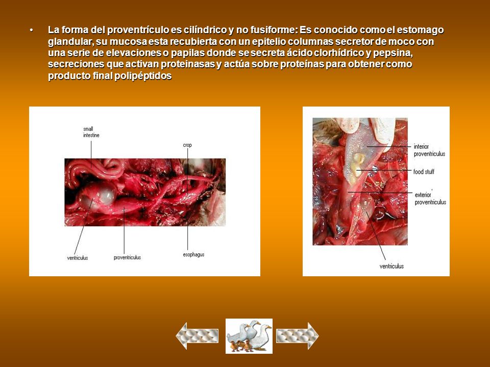 La forma del proventrículo es cilíndrico y no fusiforme: Es conocido como el estomago glandular, su mucosa esta recubierta con un epitelio columnas secretor de moco con una serie de elevaciones o papilas donde se secreta ácido clorhídrico y pepsina, secreciones que activan proteinasas y actúa sobre proteínas para obtener como producto final polipéptidos