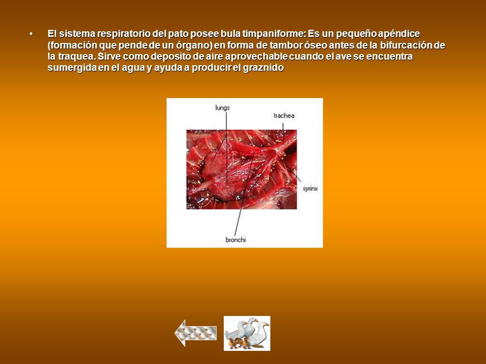 El sistema respiratorio del pato posee bula timpaniforme: Es un pequeño apéndice (formación que pende de un órgano) en forma de tambor óseo antes de la bifurcación de la traquea.