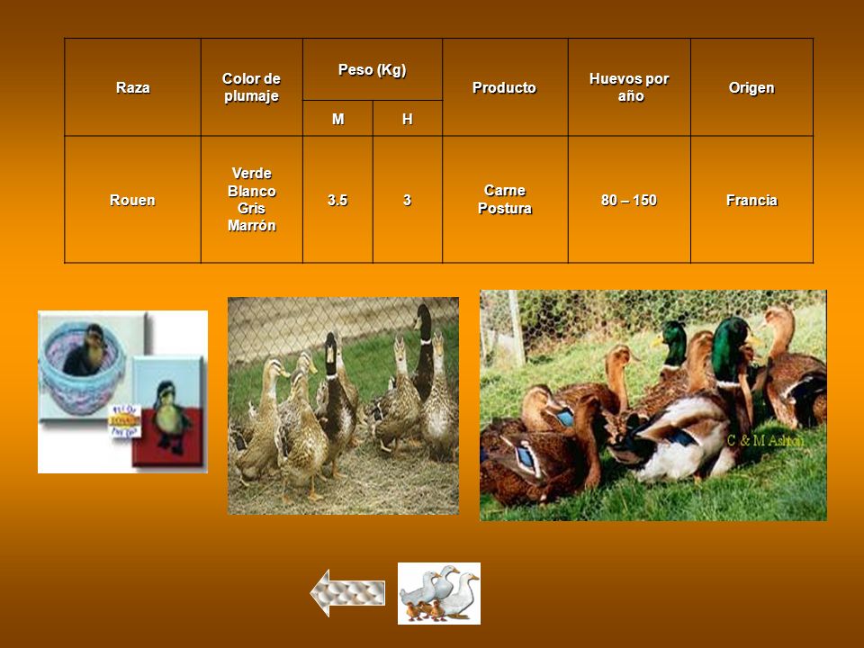 Raza Color de. plumaje. Peso (Kg) Producto. Huevos por. año. Origen. M. H. Rouen. Verde. Blanco.
