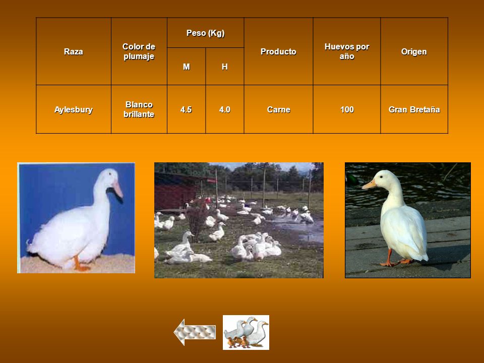 Raza Color de. plumaje. Peso (Kg) Producto. Huevos por. año. Origen. M. H. Aylesbury. Blanco.