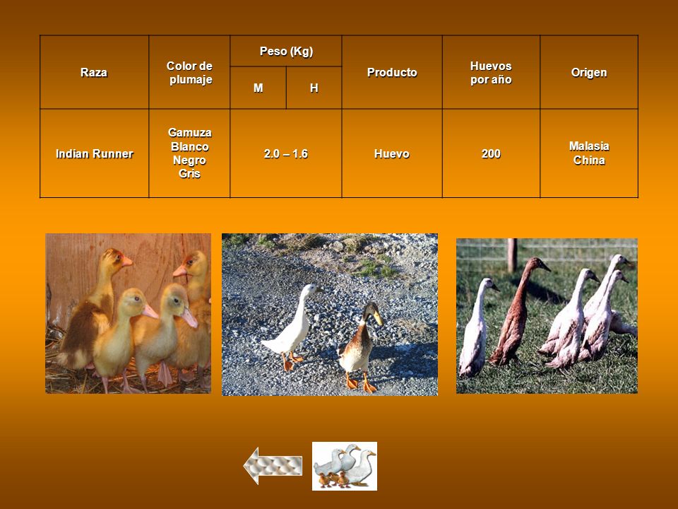 Raza Color de. plumaje. Peso (Kg) Producto. Huevos. por año. Origen. M. H. Indian Runner. Gamuza.