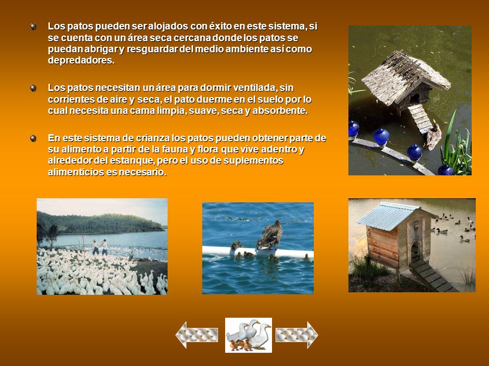 Los patos pueden ser alojados con éxito en este sistema, si se cuenta con un área seca cercana donde los patos se puedan abrigar y resguardar del medio ambiente así como depredadores.