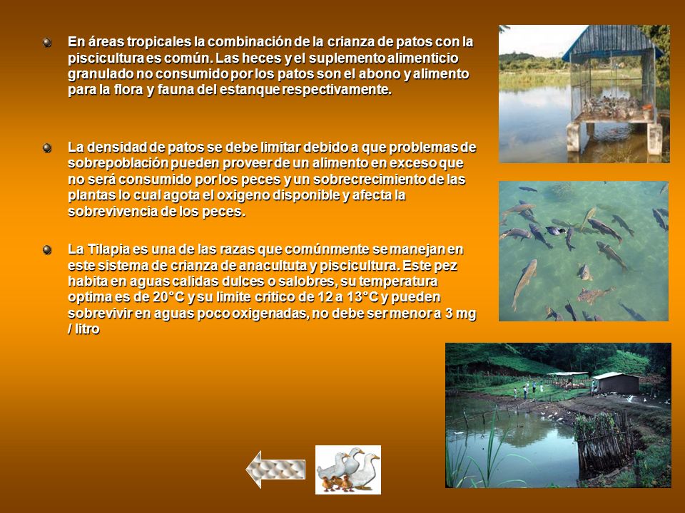 En áreas tropicales la combinación de la crianza de patos con la piscicultura es común. Las heces y el suplemento alimenticio granulado no consumido por los patos son el abono y alimento para la flora y fauna del estanque respectivamente.