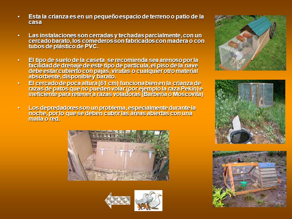 Esta la crianza es en un pequeño espacio de terreno o patio de la casa