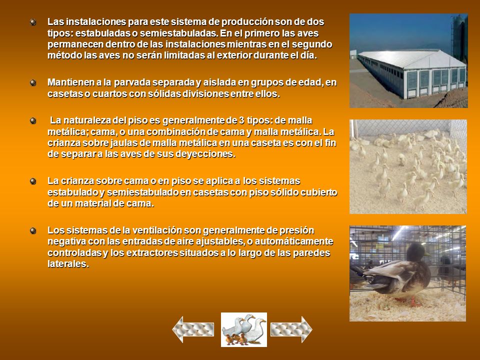 Las instalaciones para este sistema de producción son de dos tipos: estabuladas o semiestabuladas. En el primero las aves permanecen dentro de las instalaciones mientras en el segundo método las aves no serán limitadas al exterior durante el día.