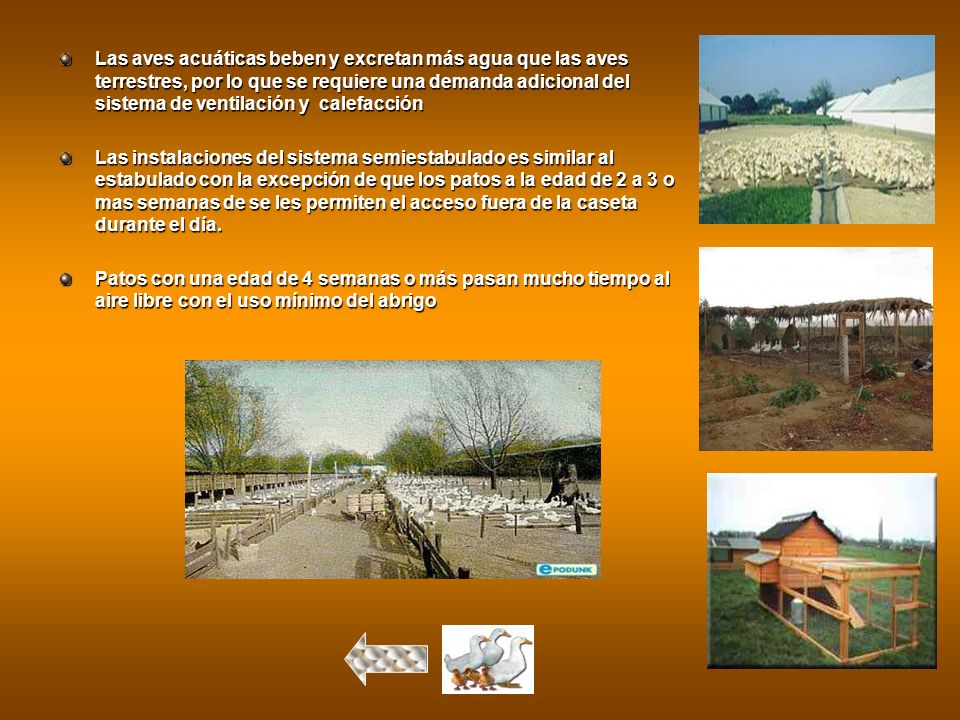 Las aves acuáticas beben y excretan más agua que las aves terrestres, por lo que se requiere una demanda adicional del sistema de ventilación y calefacción