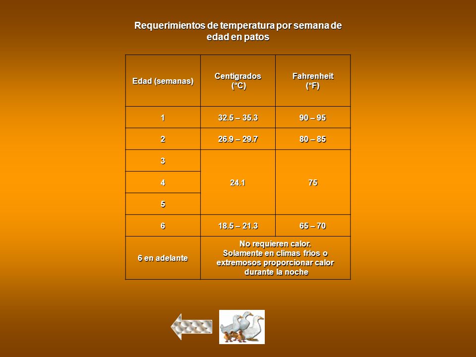 Requerimientos de temperatura por semana de edad en patos