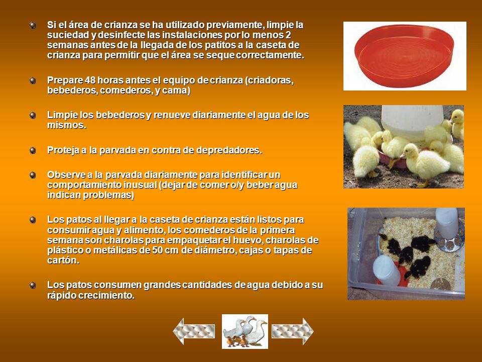 Si el área de crianza se ha utilizado previamente, limpie la suciedad y desinfecte las instalaciones por lo menos 2 semanas antes de la llegada de los patitos a la caseta de crianza para permitir que el área se seque correctamente.