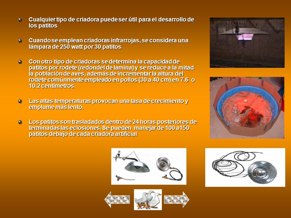 Cualquier tipo de criadora puede ser útil para el desarrollo de los patitos