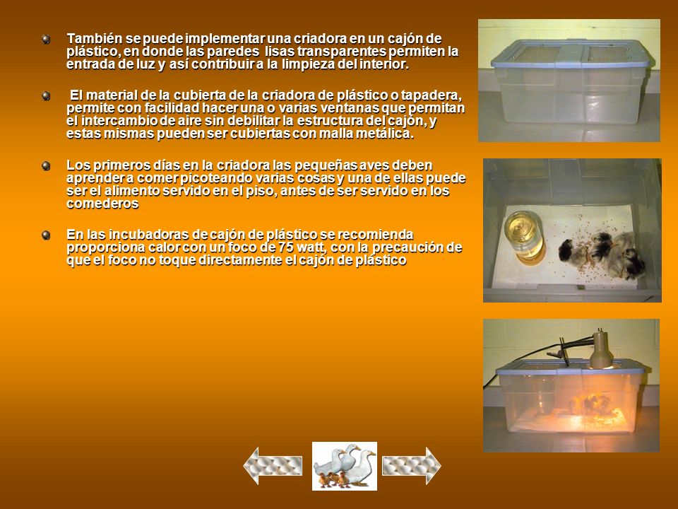 También se puede implementar una criadora en un cajón de plástico, en donde las paredes lisas transparentes permiten la entrada de luz y así contribuir a la limpieza del interior.