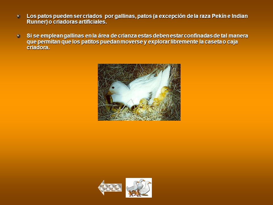 Los patos pueden ser criados por gallinas, patos (a excepción de la raza Pekín e Indian Runner) o criadoras artificiales.