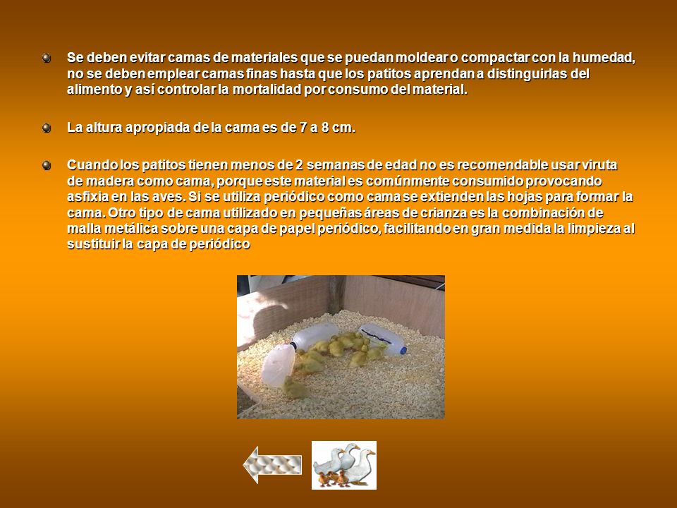 Se deben evitar camas de materiales que se puedan moldear o compactar con la humedad, no se deben emplear camas finas hasta que los patitos aprendan a distinguirlas del alimento y así controlar la mortalidad por consumo del material.