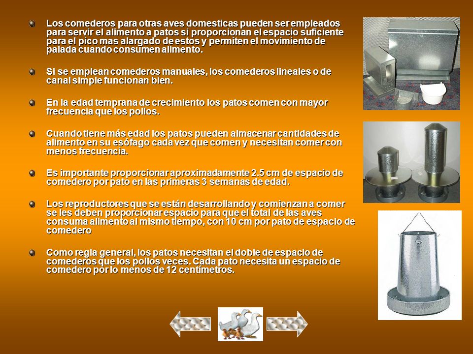 Los comederos para otras aves domesticas pueden ser empleados para servir el alimento a patos si proporcionan el espacio suficiente para el pico mas alargado de estos y permiten el movimiento de palada cuando consumen alimento.
