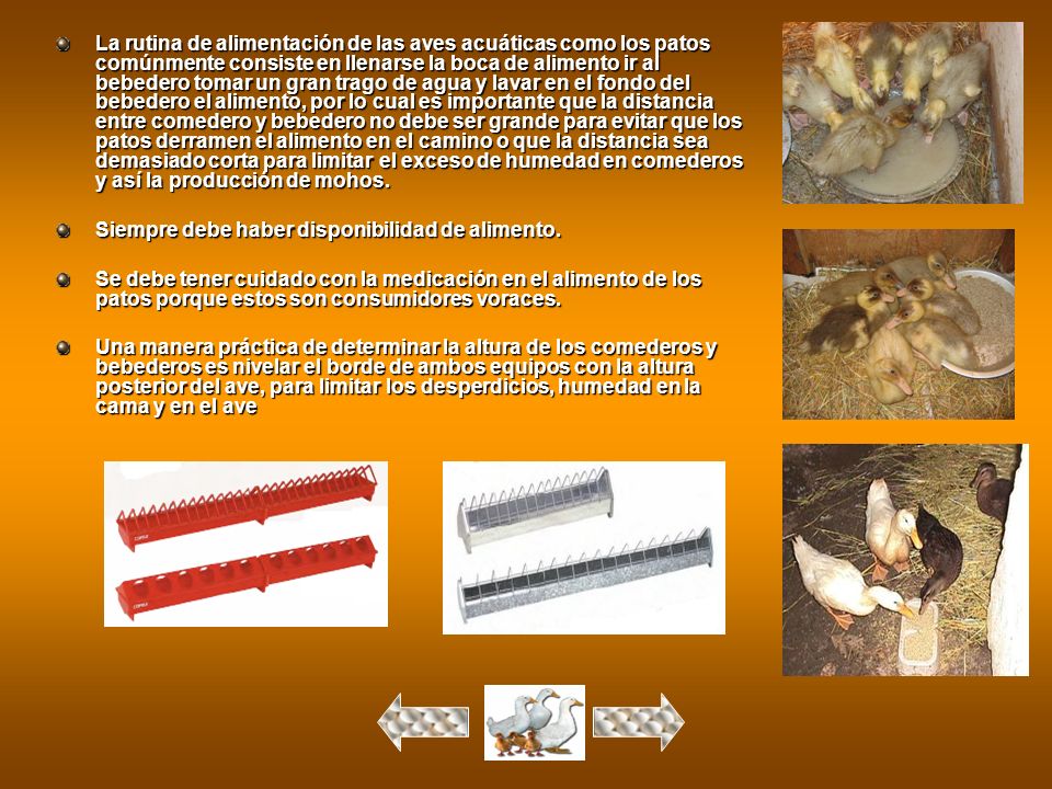 La rutina de alimentación de las aves acuáticas como los patos comúnmente consiste en llenarse la boca de alimento ir al bebedero tomar un gran trago de agua y lavar en el fondo del bebedero el alimento, por lo cual es importante que la distancia entre comedero y bebedero no debe ser grande para evitar que los patos derramen el alimento en el camino o que la distancia sea demasiado corta para limitar el exceso de humedad en comederos y así la producción de mohos.