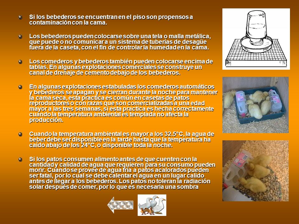 Si los bebederos se encuentran en el piso son propensos a contaminación con la cama.
