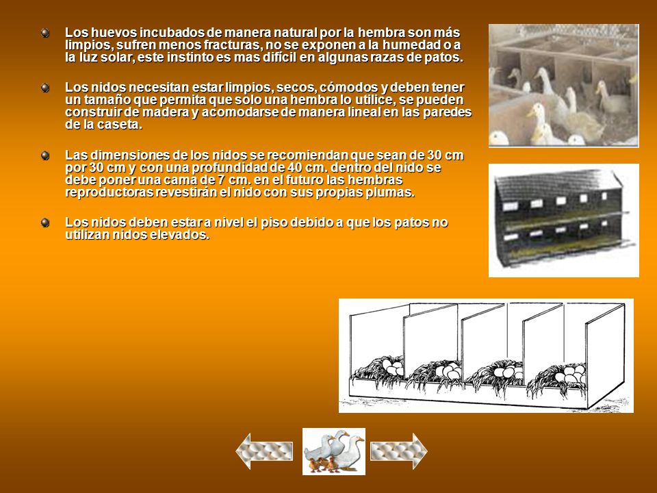 Los huevos incubados de manera natural por la hembra son más limpios, sufren menos fracturas, no se exponen a la humedad o a la luz solar, este instinto es mas difícil en algunas razas de patos.