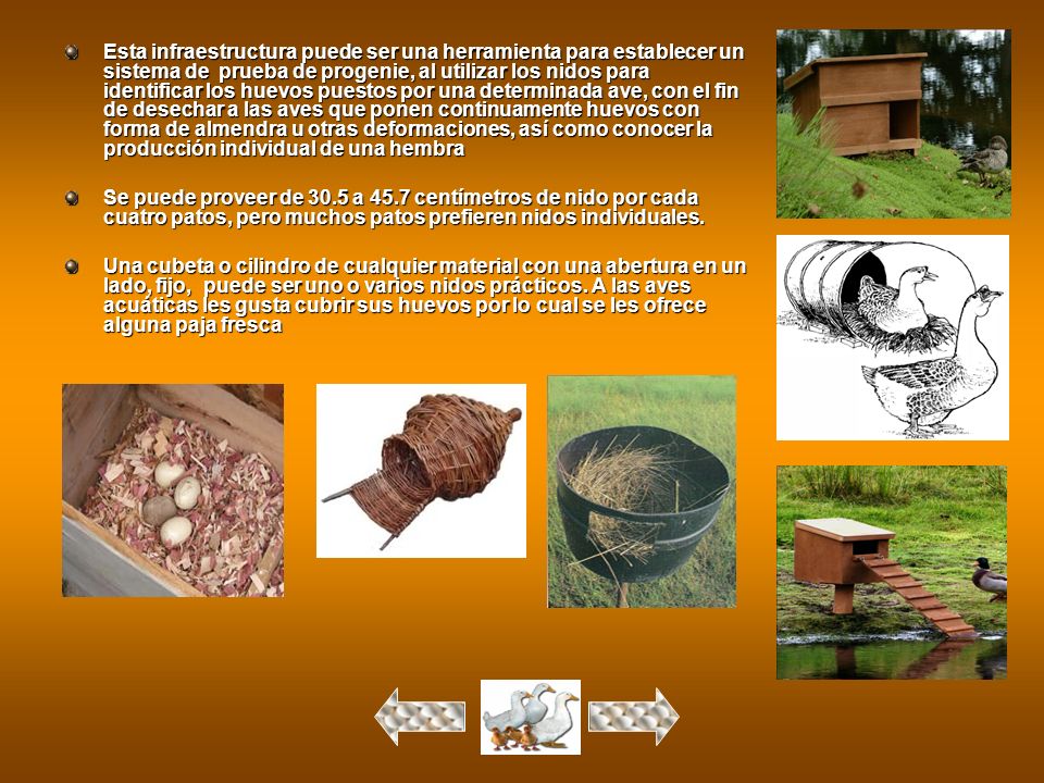 Esta infraestructura puede ser una herramienta para establecer un sistema de prueba de progenie, al utilizar los nidos para identificar los huevos puestos por una determinada ave, con el fin de desechar a las aves que ponen continuamente huevos con forma de almendra u otras deformaciones, así como conocer la producción individual de una hembra
