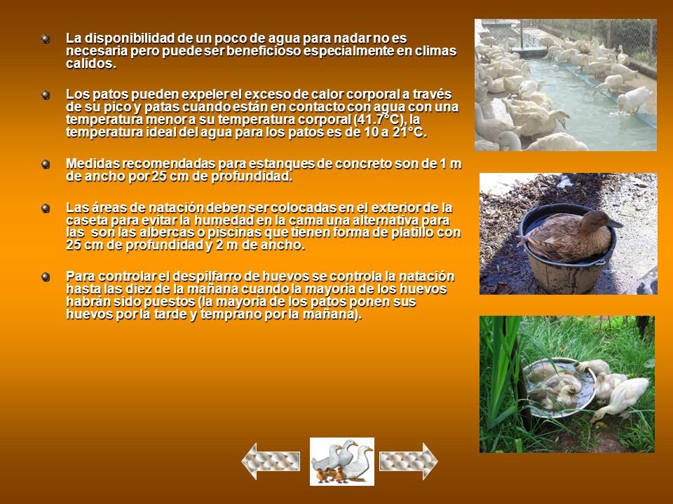 La disponibilidad de un poco de agua para nadar no es necesaria pero puede ser beneficioso especialmente en climas calidos.