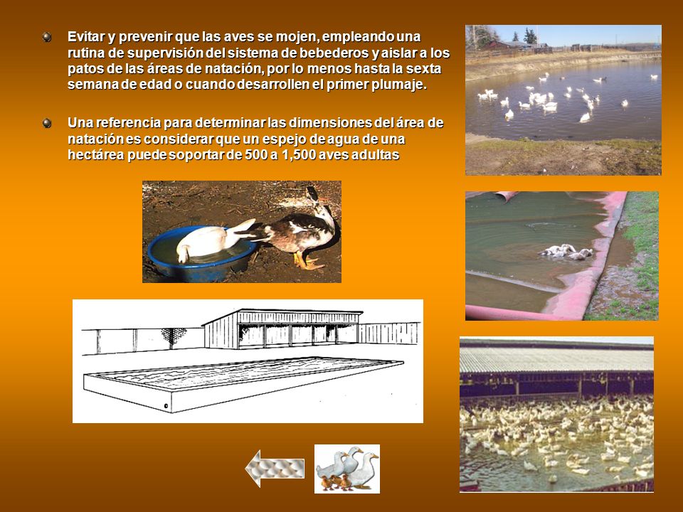 Evitar y prevenir que las aves se mojen, empleando una rutina de supervisión del sistema de bebederos y aislar a los patos de las áreas de natación, por lo menos hasta la sexta semana de edad o cuando desarrollen el primer plumaje.