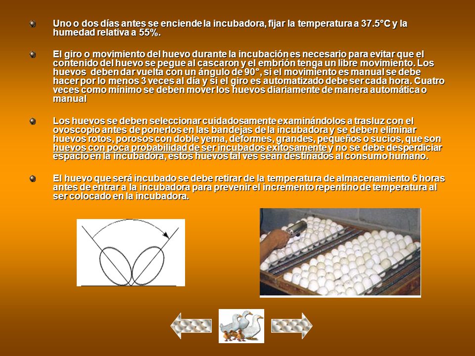 Uno o dos días antes se enciende la incubadora, fijar la temperatura a 37.5°C y la humedad relativa a 55%.