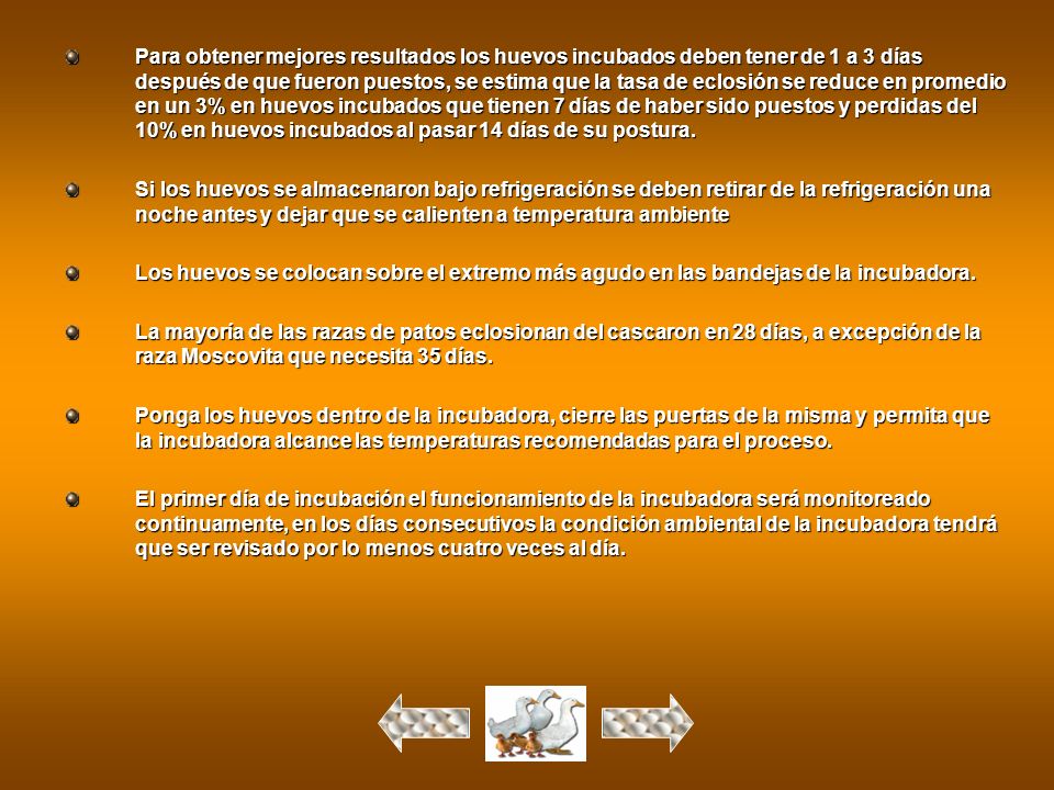 Para obtener mejores resultados los huevos incubados deben tener de 1 a 3 días después de que fueron puestos, se estima que la tasa de eclosión se reduce en promedio en un 3% en huevos incubados que tienen 7 días de haber sido puestos y perdidas del 10% en huevos incubados al pasar 14 días de su postura.