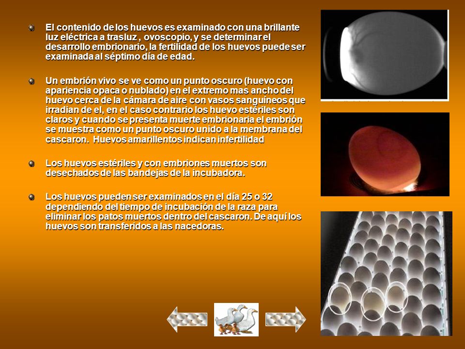 El contenido de los huevos es examinado con una brillante luz eléctrica a trasluz , ovoscopio, y se determinar el desarrollo embrionario, la fertilidad de los huevos puede ser examinada al séptimo día de edad.