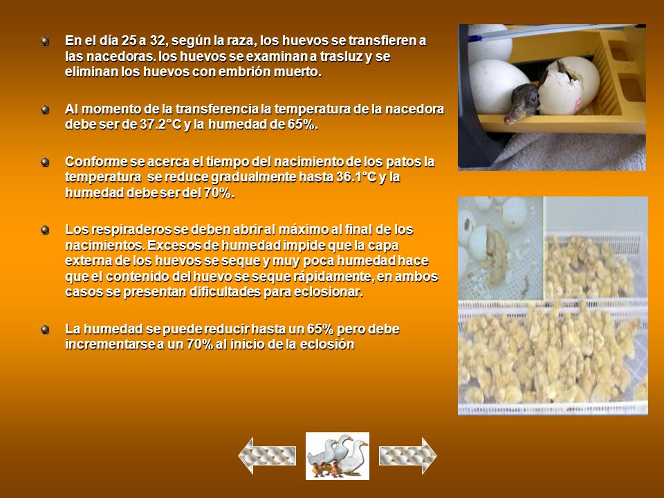 En el día 25 a 32, según la raza, los huevos se transfieren a las nacedoras. los huevos se examinan a trasluz y se eliminan los huevos con embrión muerto.