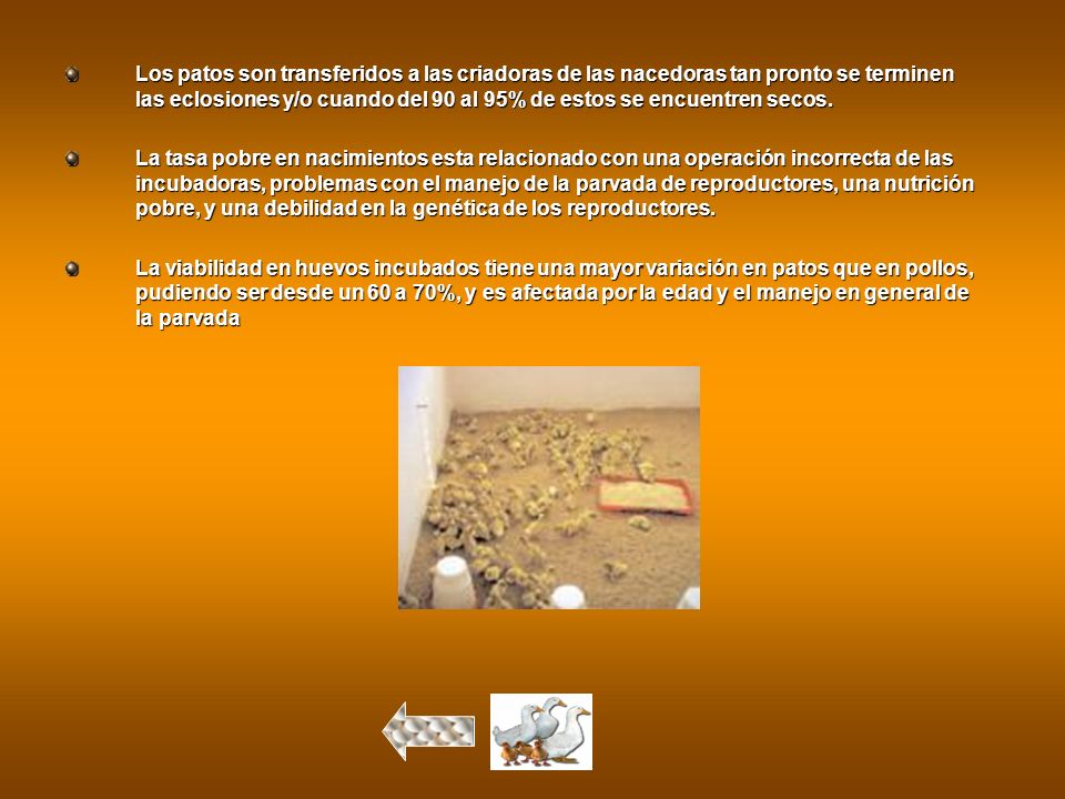 Los patos son transferidos a las criadoras de las nacedoras tan pronto se terminen las eclosiones y/o cuando del 90 al 95% de estos se encuentren secos.