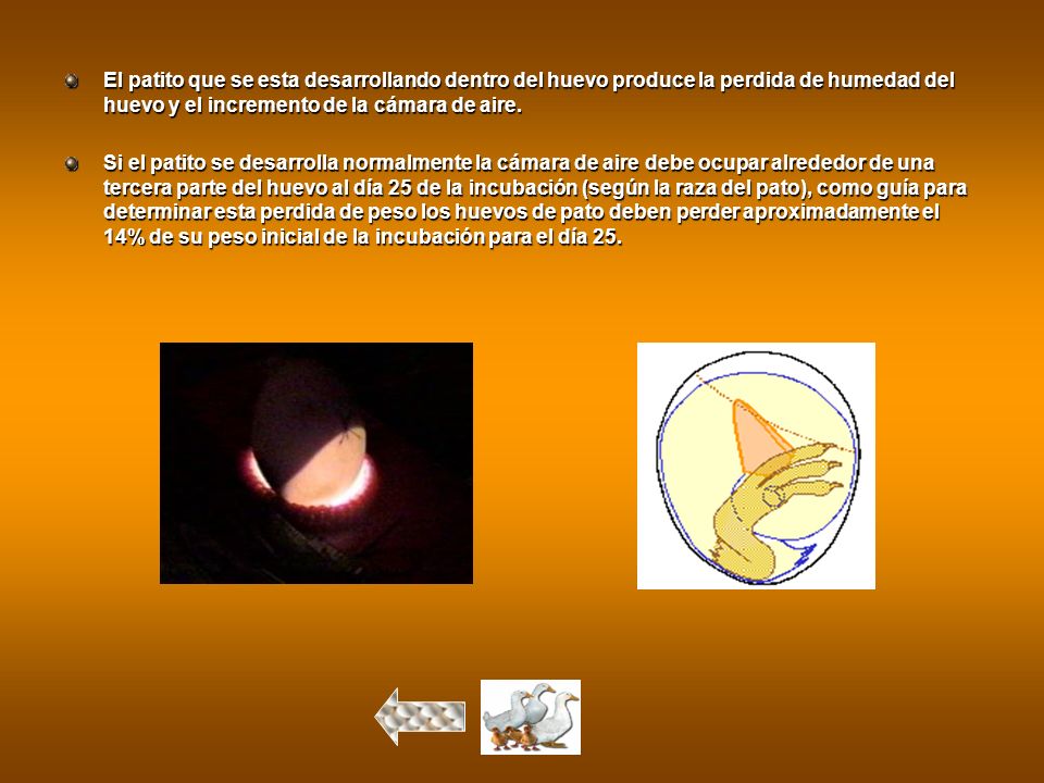El patito que se esta desarrollando dentro del huevo produce la perdida de humedad del huevo y el incremento de la cámara de aire.