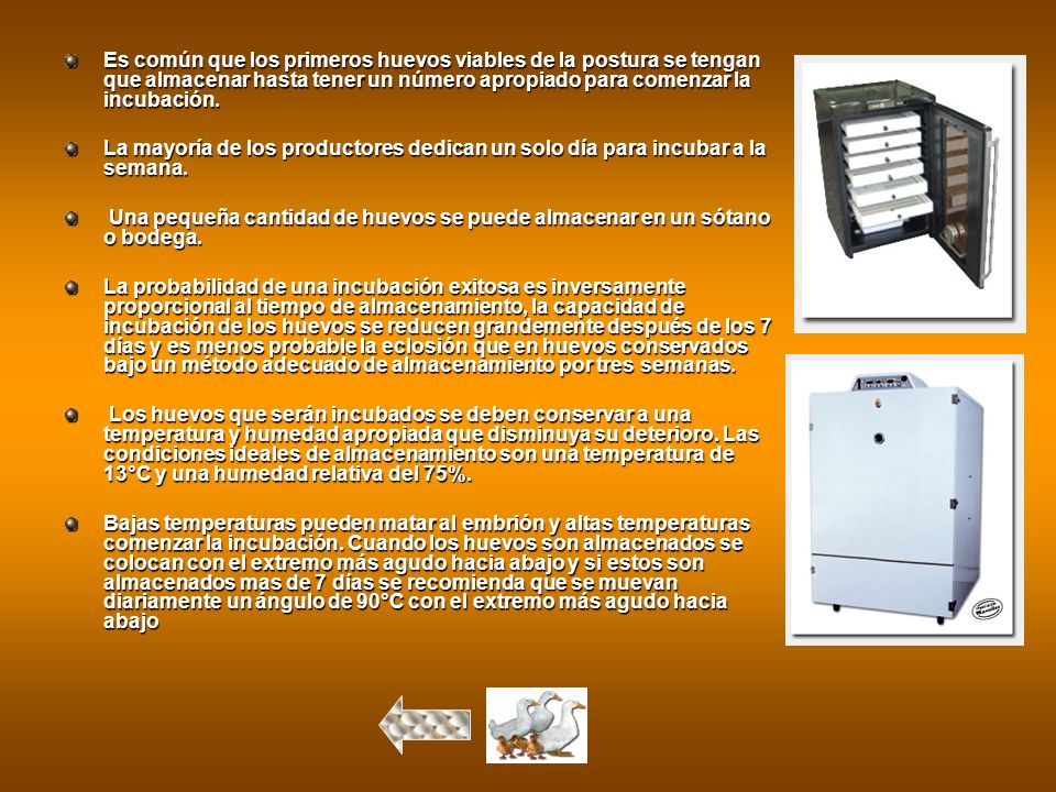 Es común que los primeros huevos viables de la postura se tengan que almacenar hasta tener un número apropiado para comenzar la incubación.