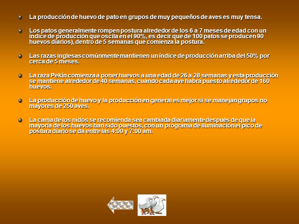 La producción de huevo de pato en grupos de muy pequeños de aves es muy tensa.