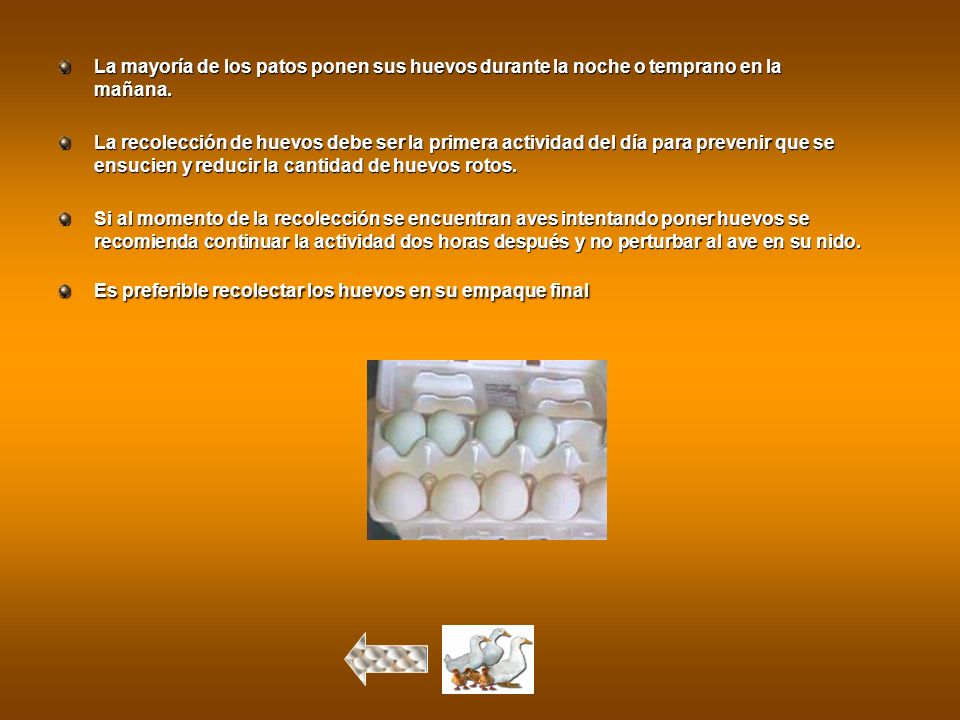 La mayoría de los patos ponen sus huevos durante la noche o temprano en la mañana.