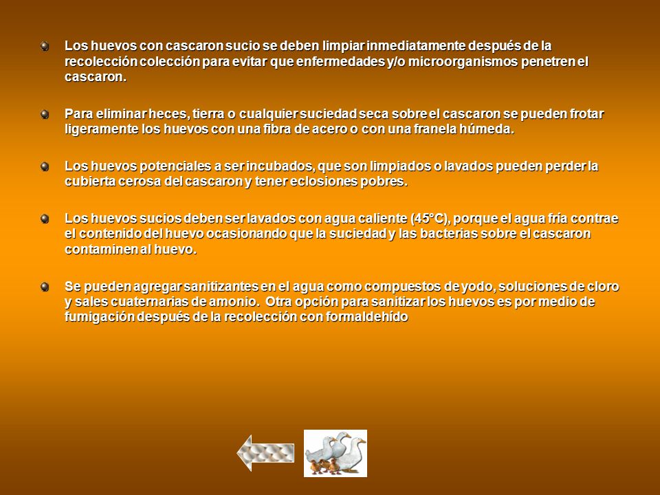 Los huevos con cascaron sucio se deben limpiar inmediatamente después de la recolección colección para evitar que enfermedades y/o microorganismos penetren el cascaron.